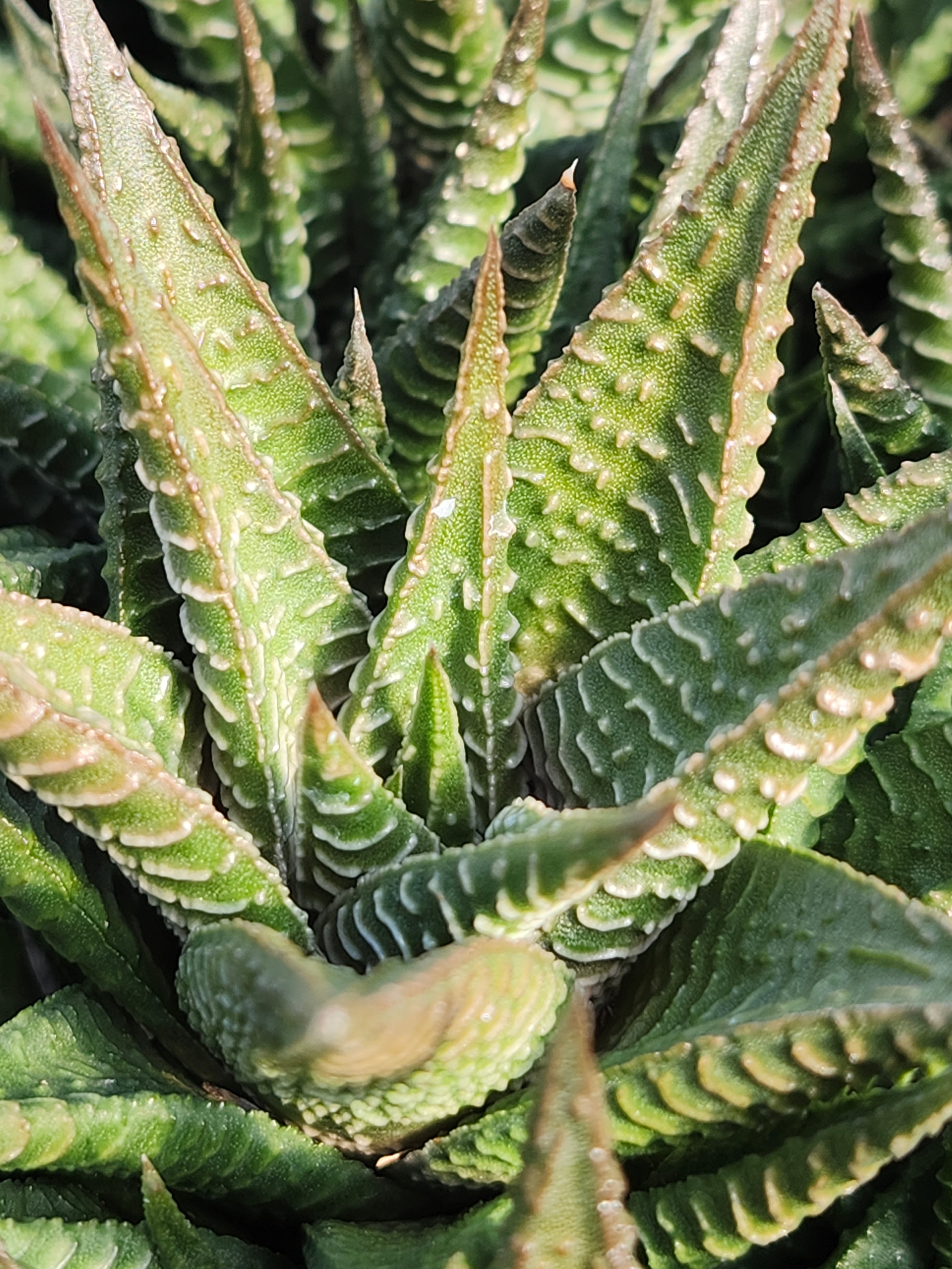 Heirloom Aloe – Simply Succulents AZ