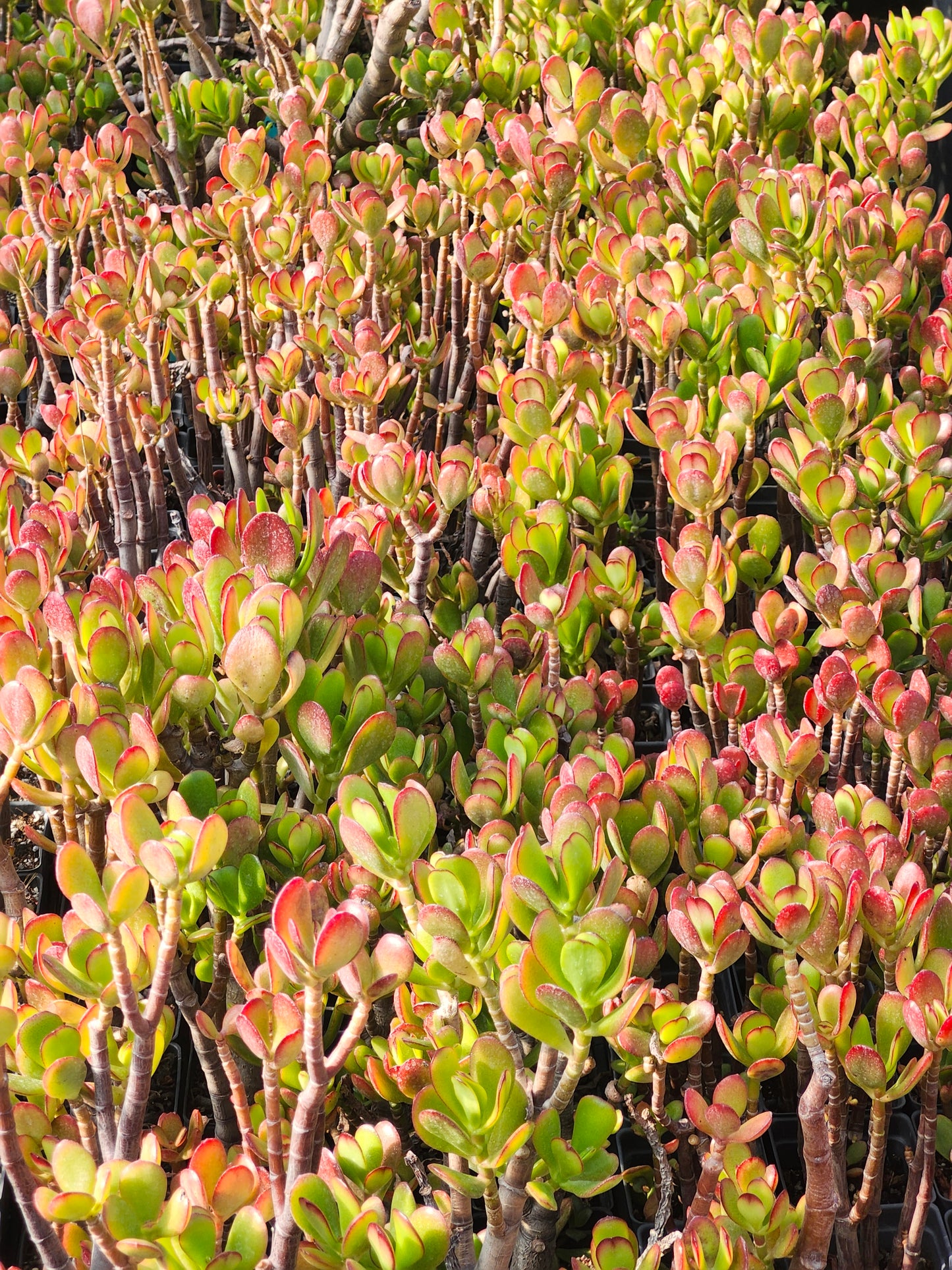 Exotic Succulent Cuttings Mix (12, 24, or 36 Pack)