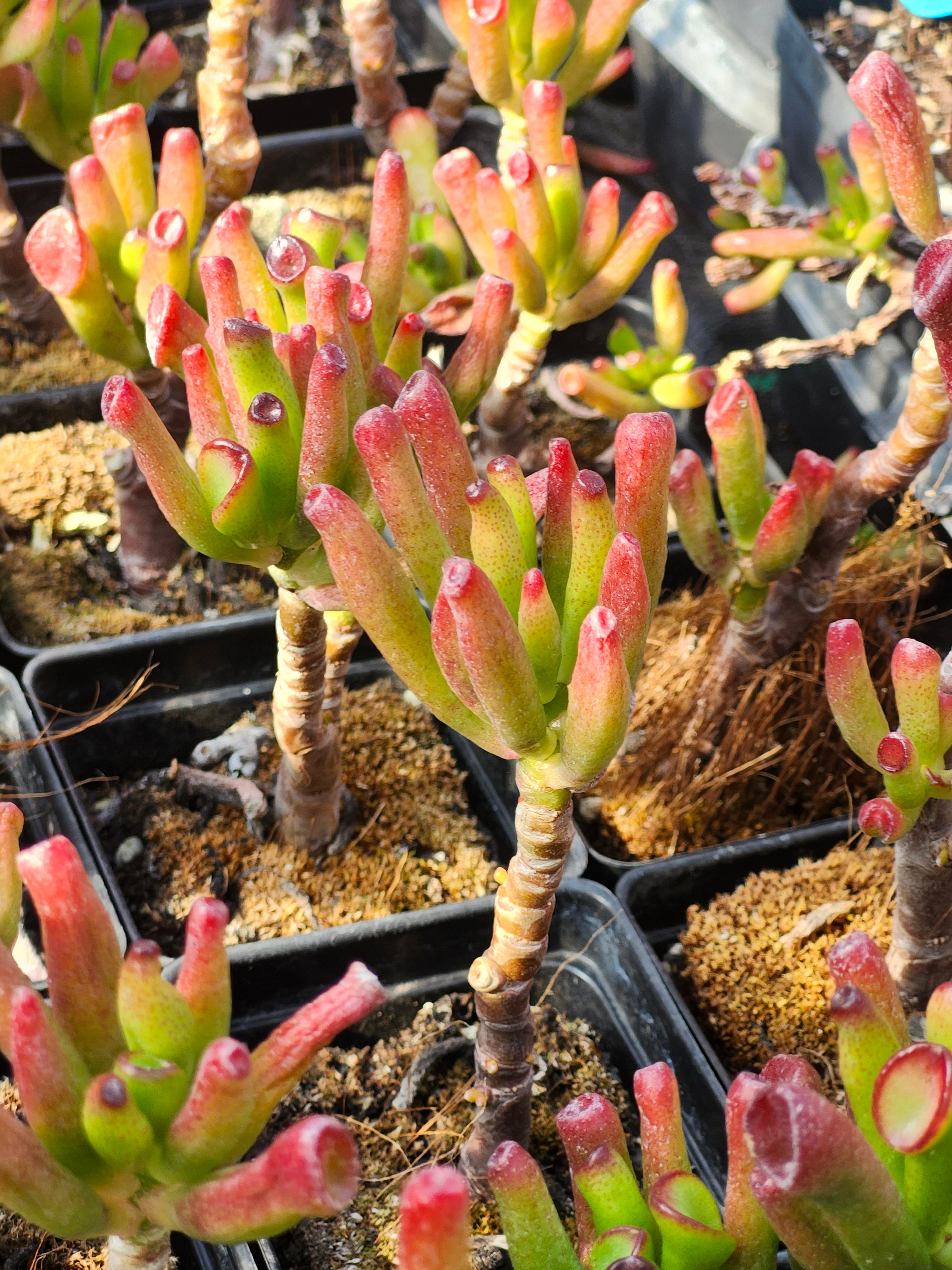 Gollum Jade – Simply Succulents AZ