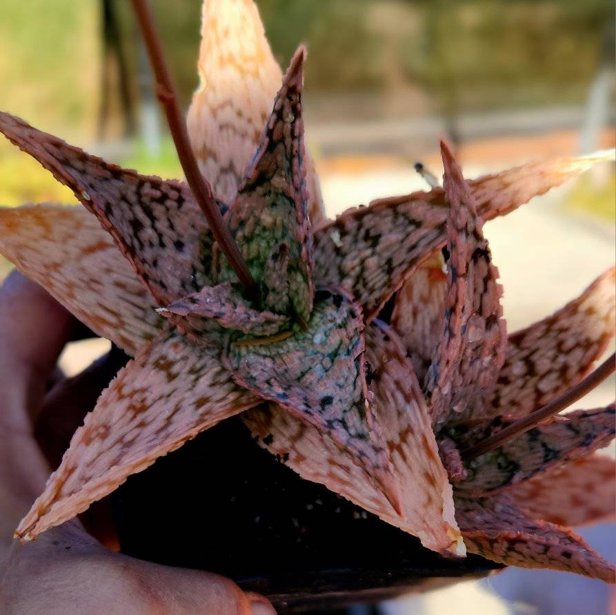 pink aloe vera plant Aloe 'Pink Blush'