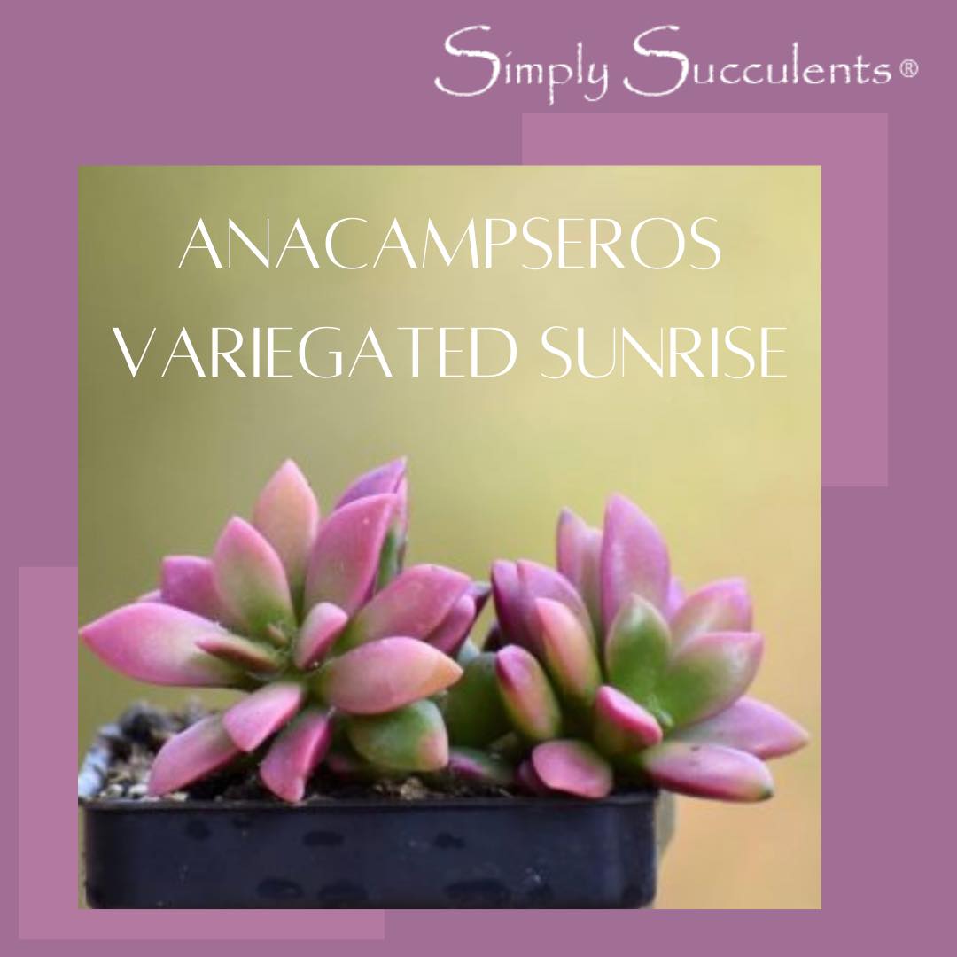 Anacampseros Rufescens Variegated Sunrise