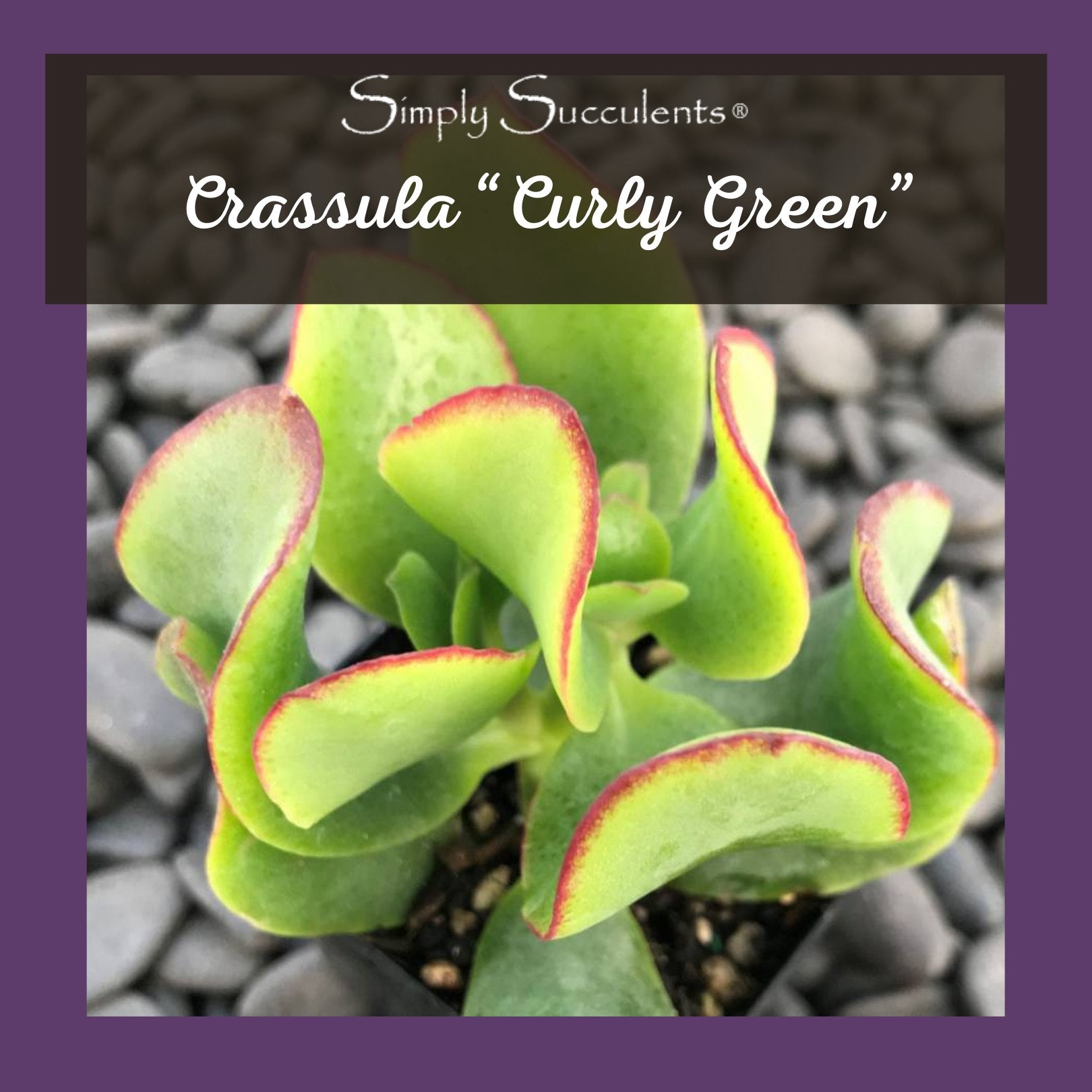 succulent curly plant Crassula "Curly Green"