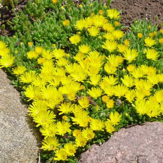 ice plant succulents Delosperma nubigenum