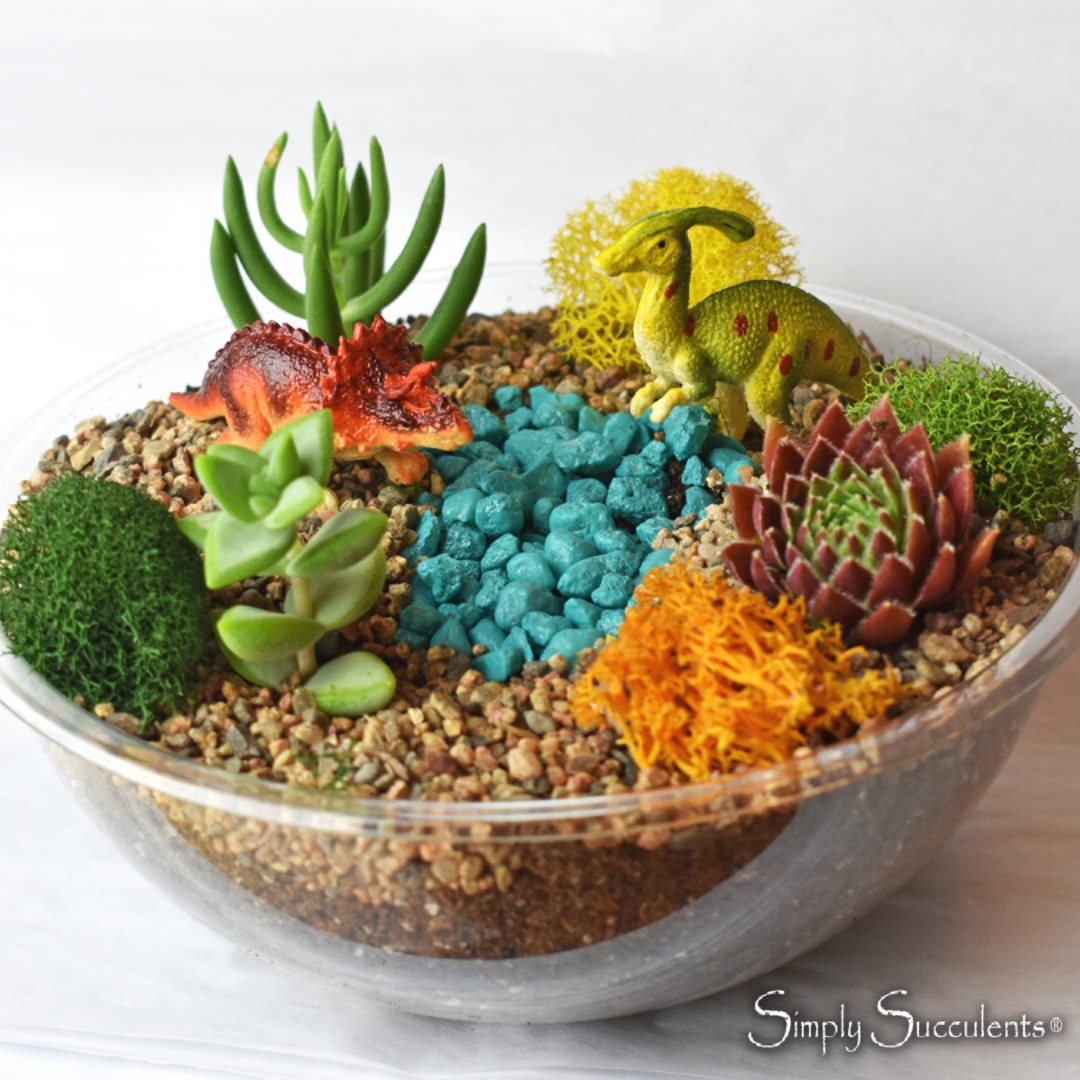 dinosaur succulent planter diy Dino-mite Terrarium Kit – Simply Succulents AZ