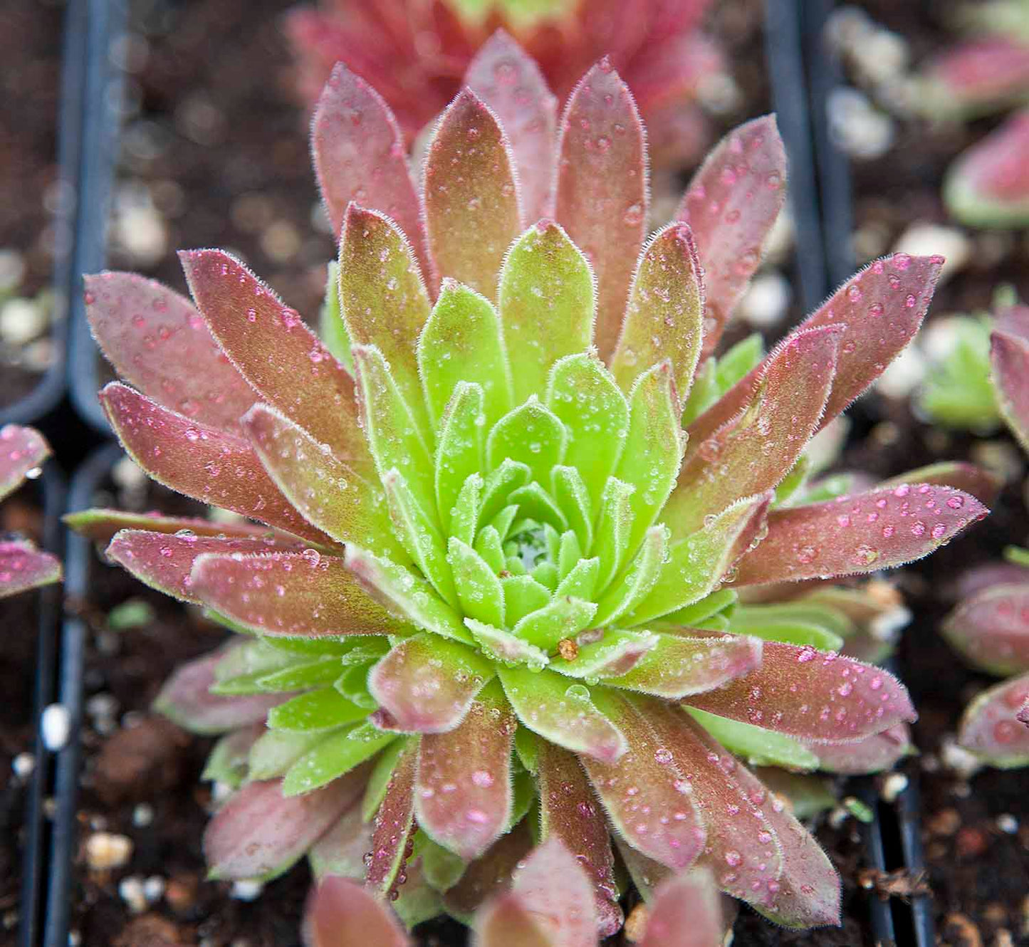 Gloriosum