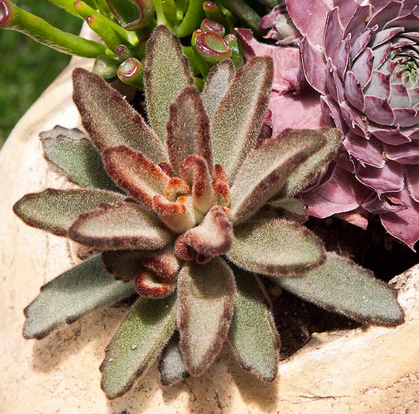 Kalanchoe 'Chocolate Soldier'