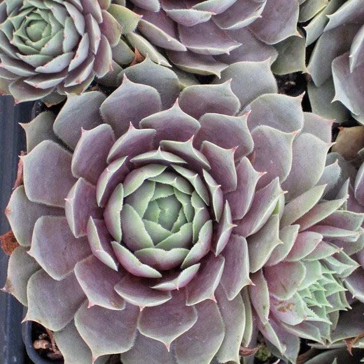 blue ice succulent Pacific Blue Ice