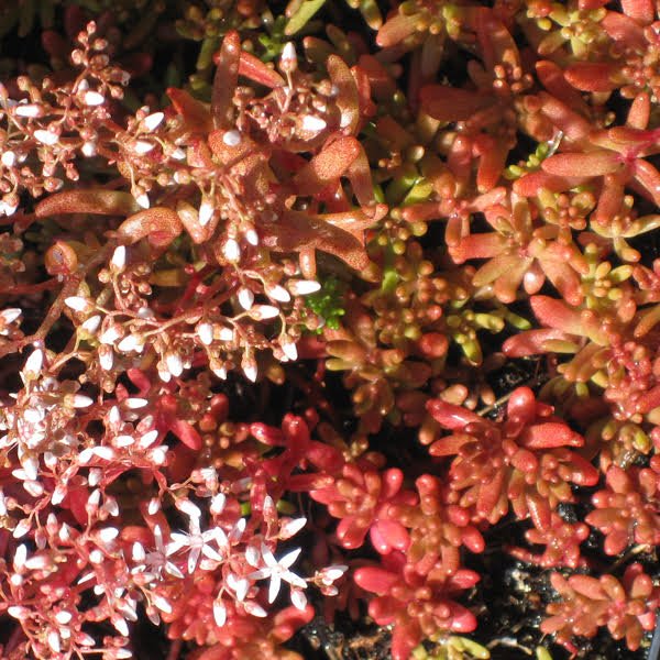 Sedum (Stonecrop) Bella d'Inverno