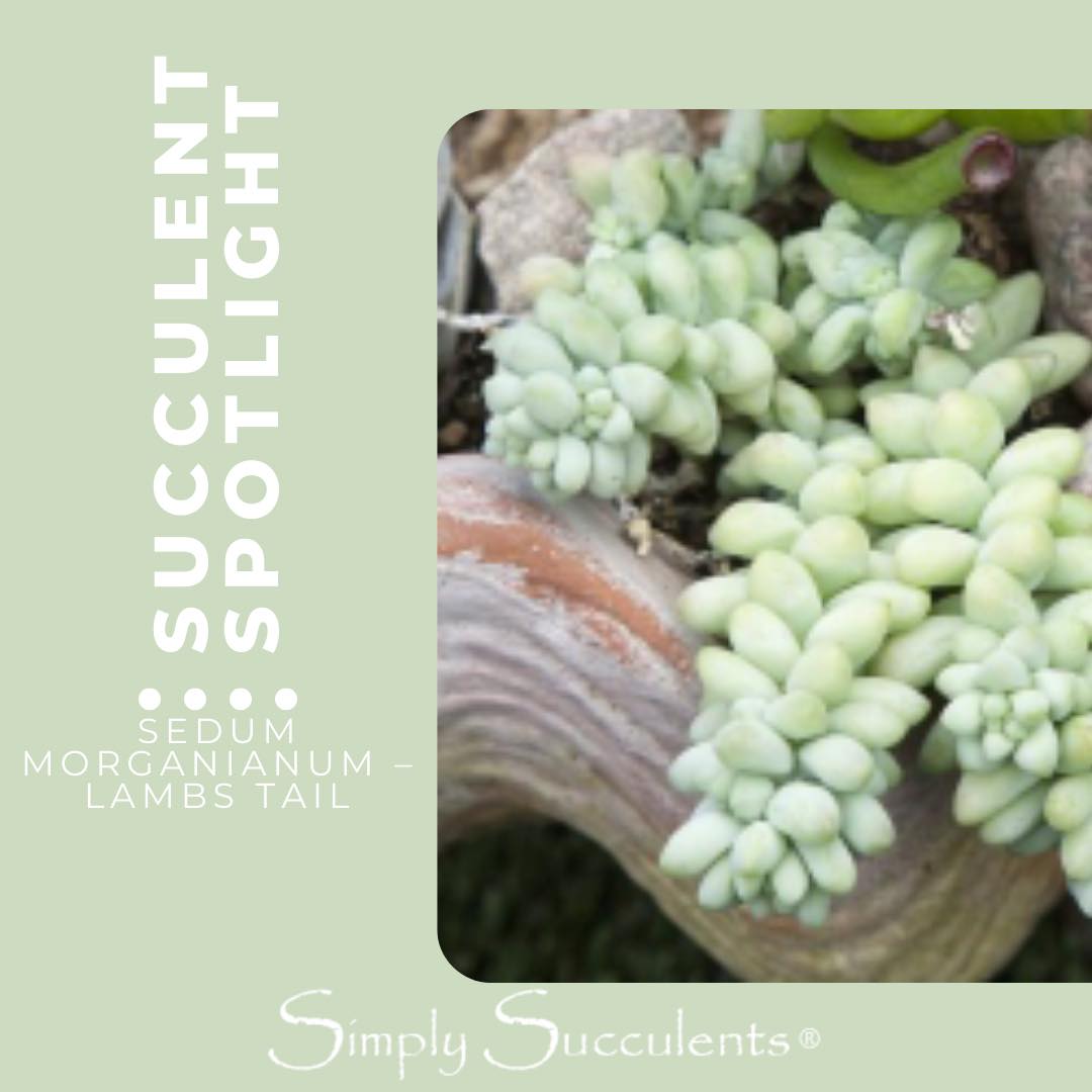morganianum succulent Sedum Morganianum Lamb's Tail – Simply Succulents AZ