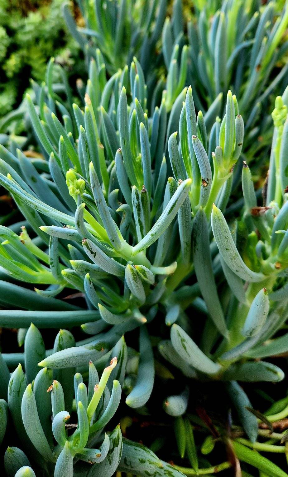 green chalk sticks succulent Senecio Blue Chalk Sticks