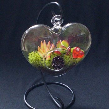 Sweetheart Terrarium Kit