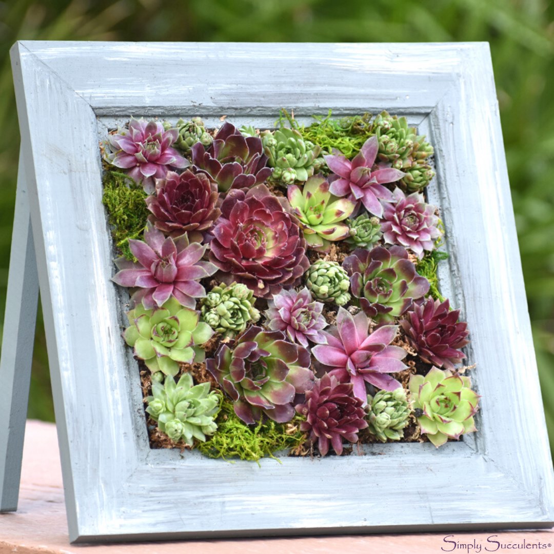 Framed succulent arrangement with a rustic blue frame on a wooden surface.