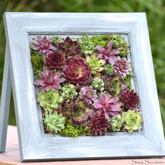 Framed succulent arrangement with a rustic blue frame on a wooden surface.