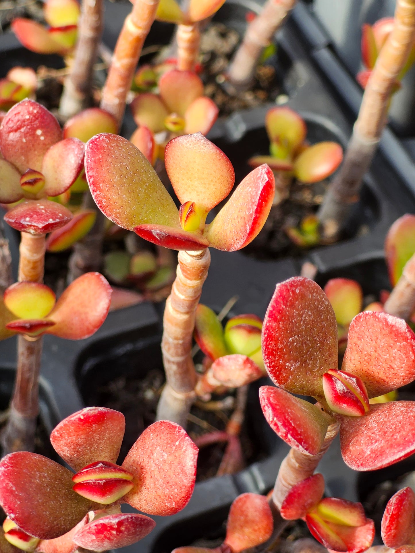 The "Fire Jade" – Crassula Ovata 'Jade'