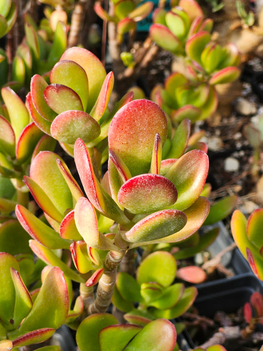 The "Fire Jade" – Crassula Ovata 'Jade'