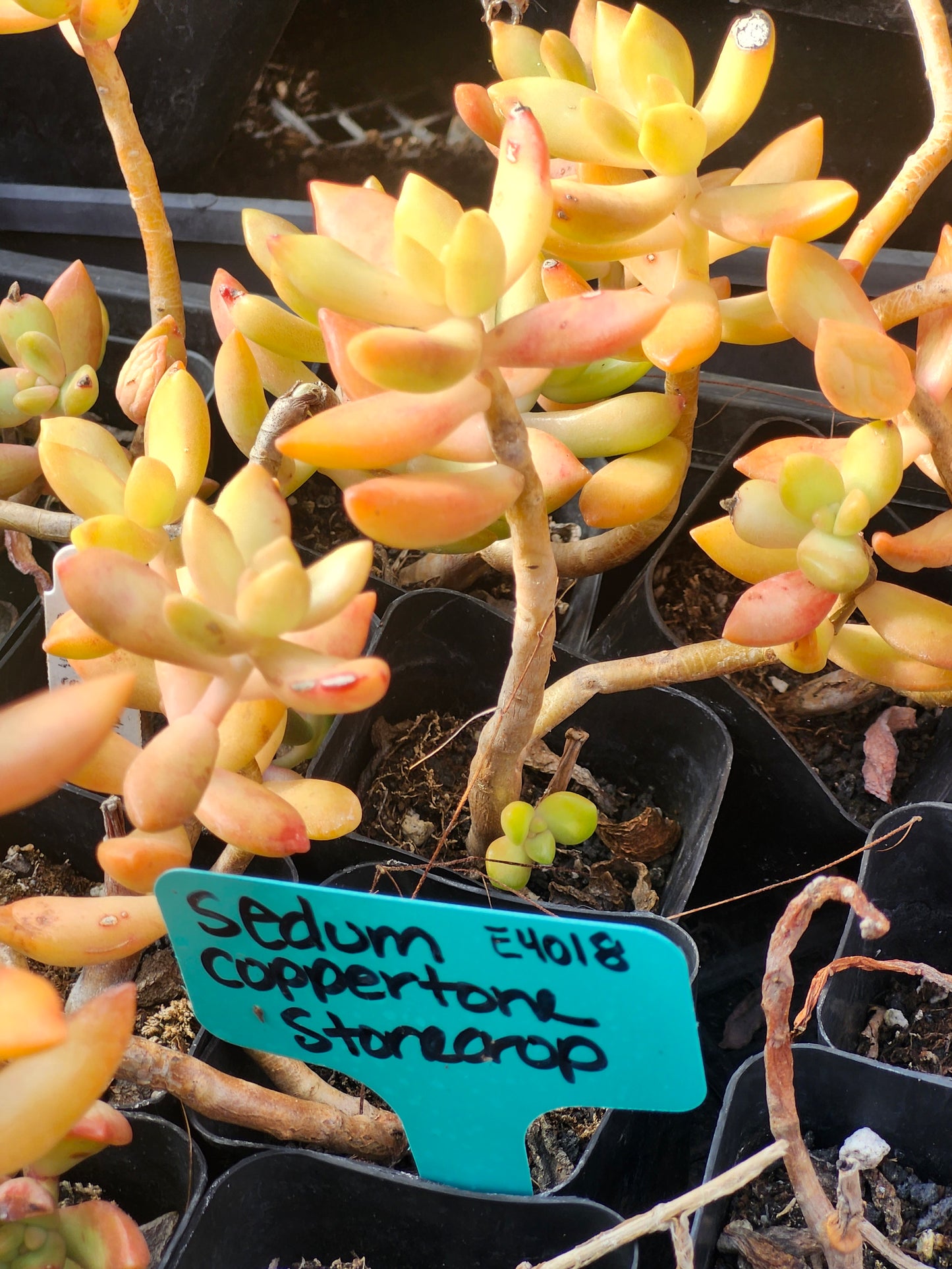 Coppertone Stonecrop