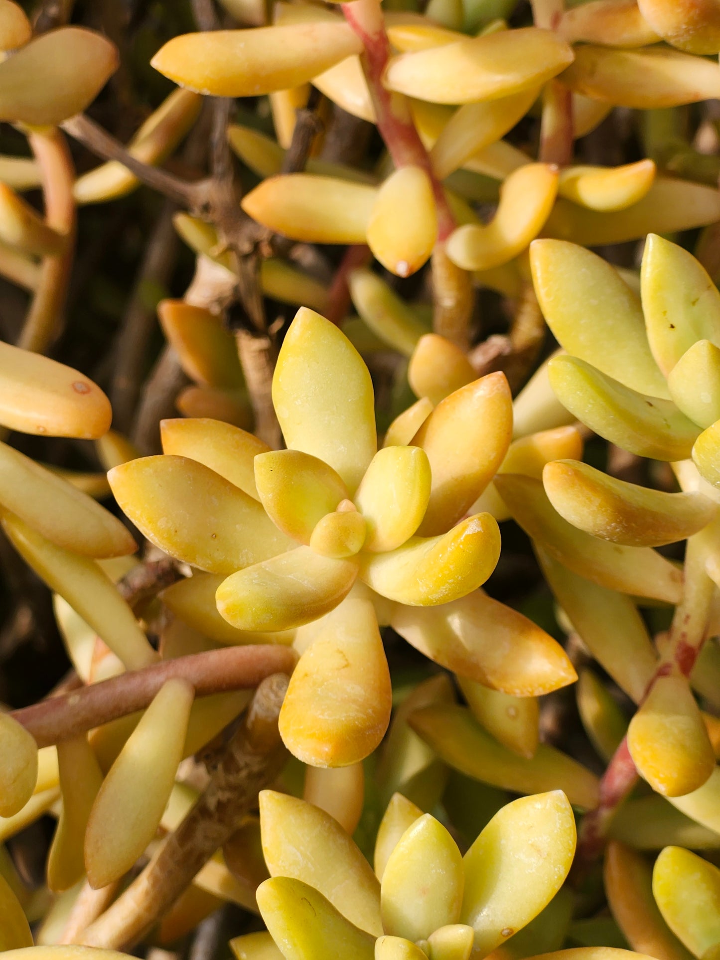 Coppertone Stonecrop