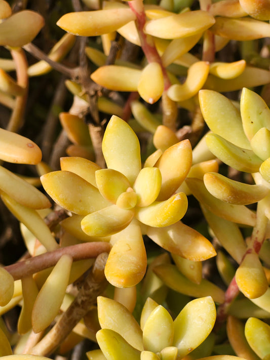 Coppertone Stonecrop