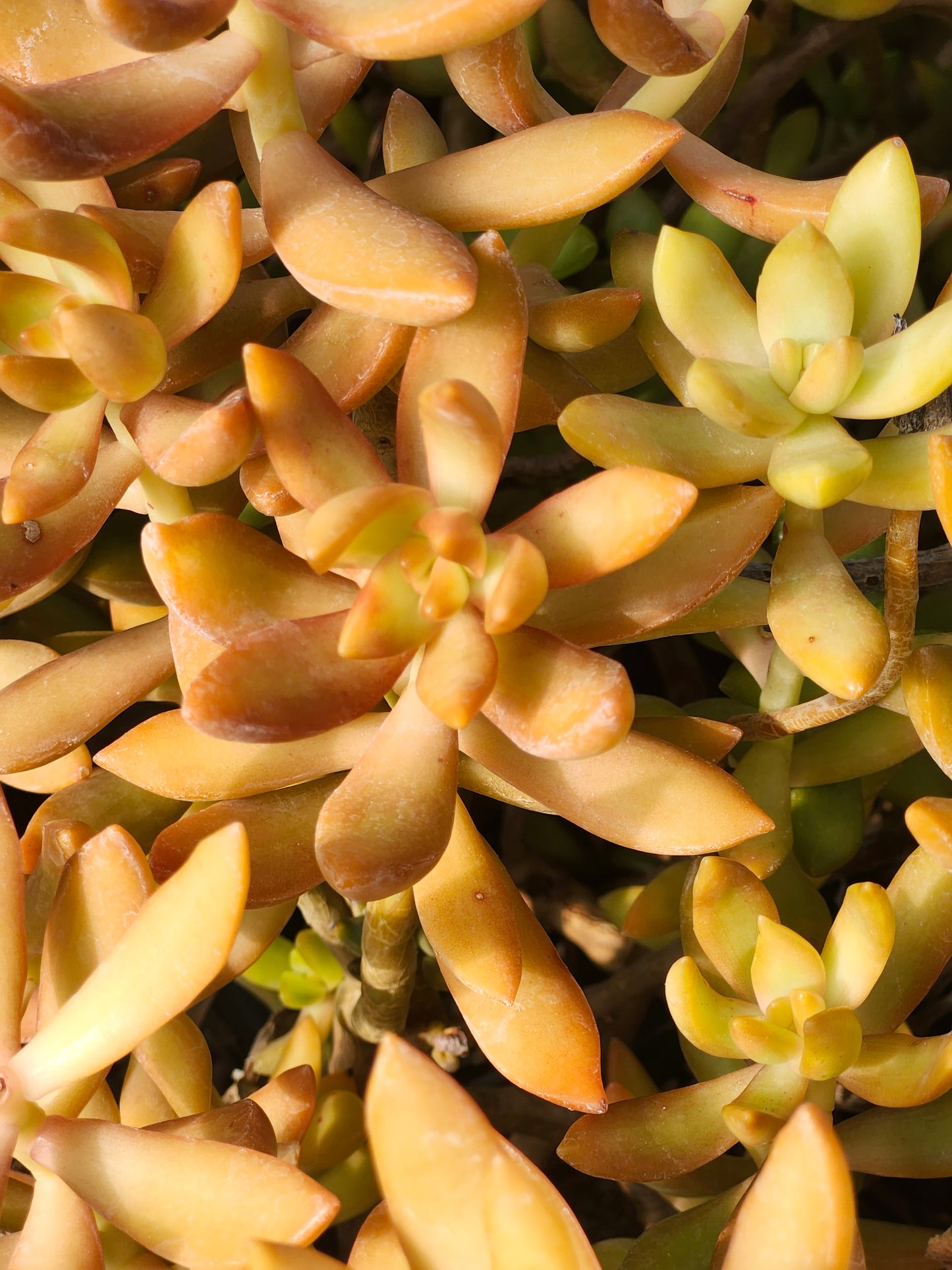 Coppertone Stonecrop