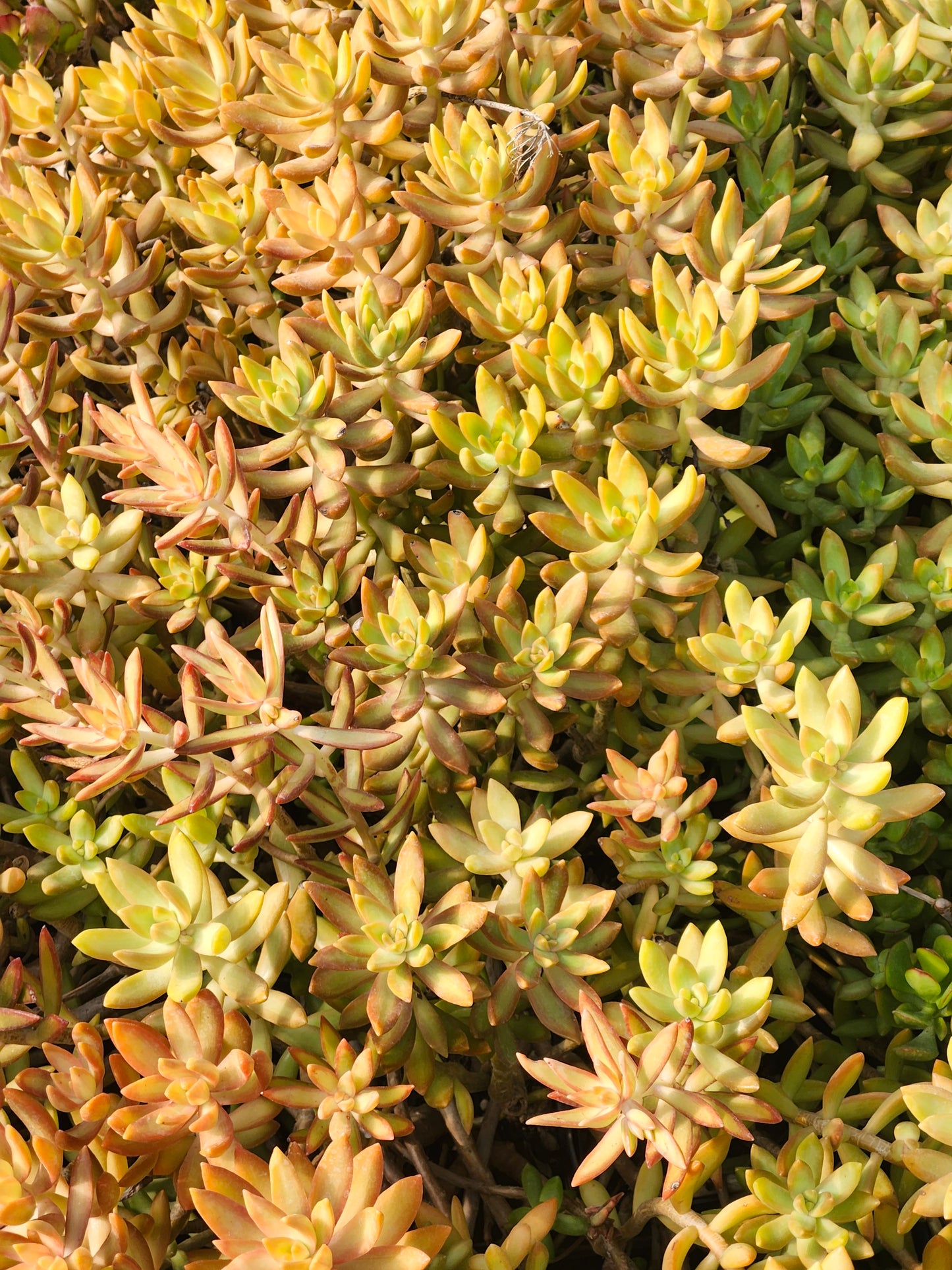 Coppertone Stonecrop