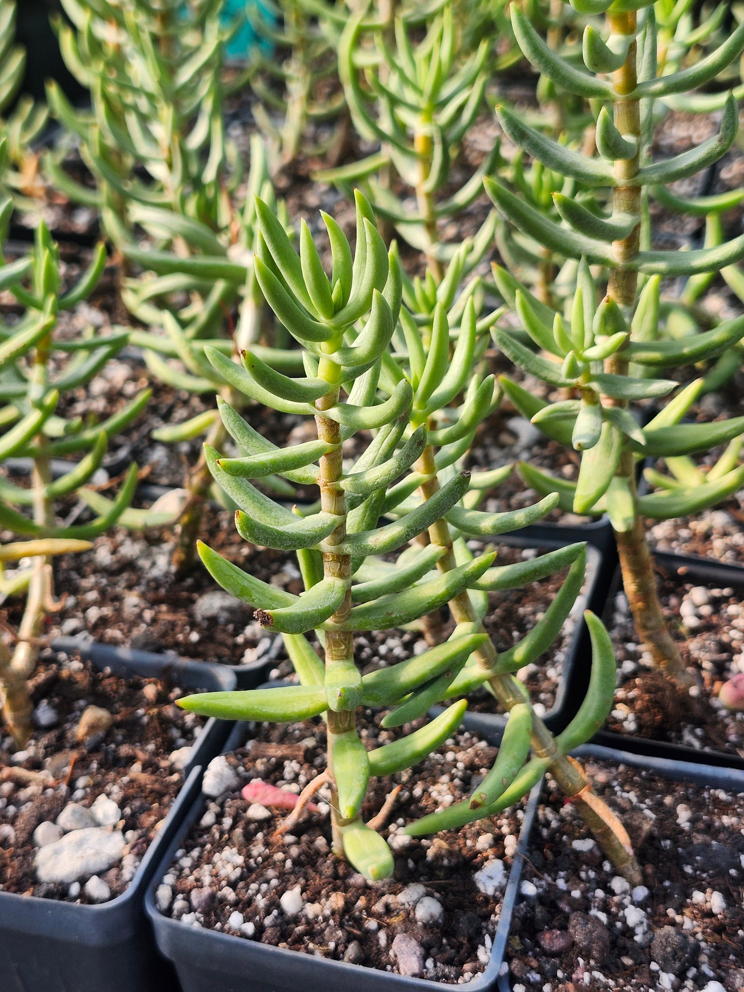 Crassula Tetragona - Miniature Pine
