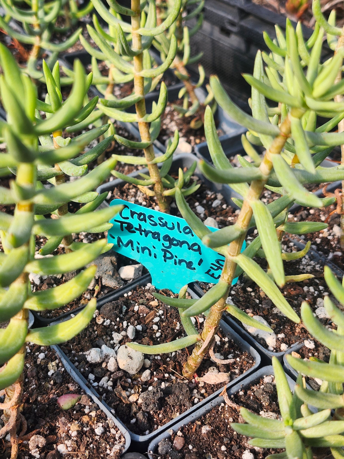 Crassula Tetragona - Miniature Pine
