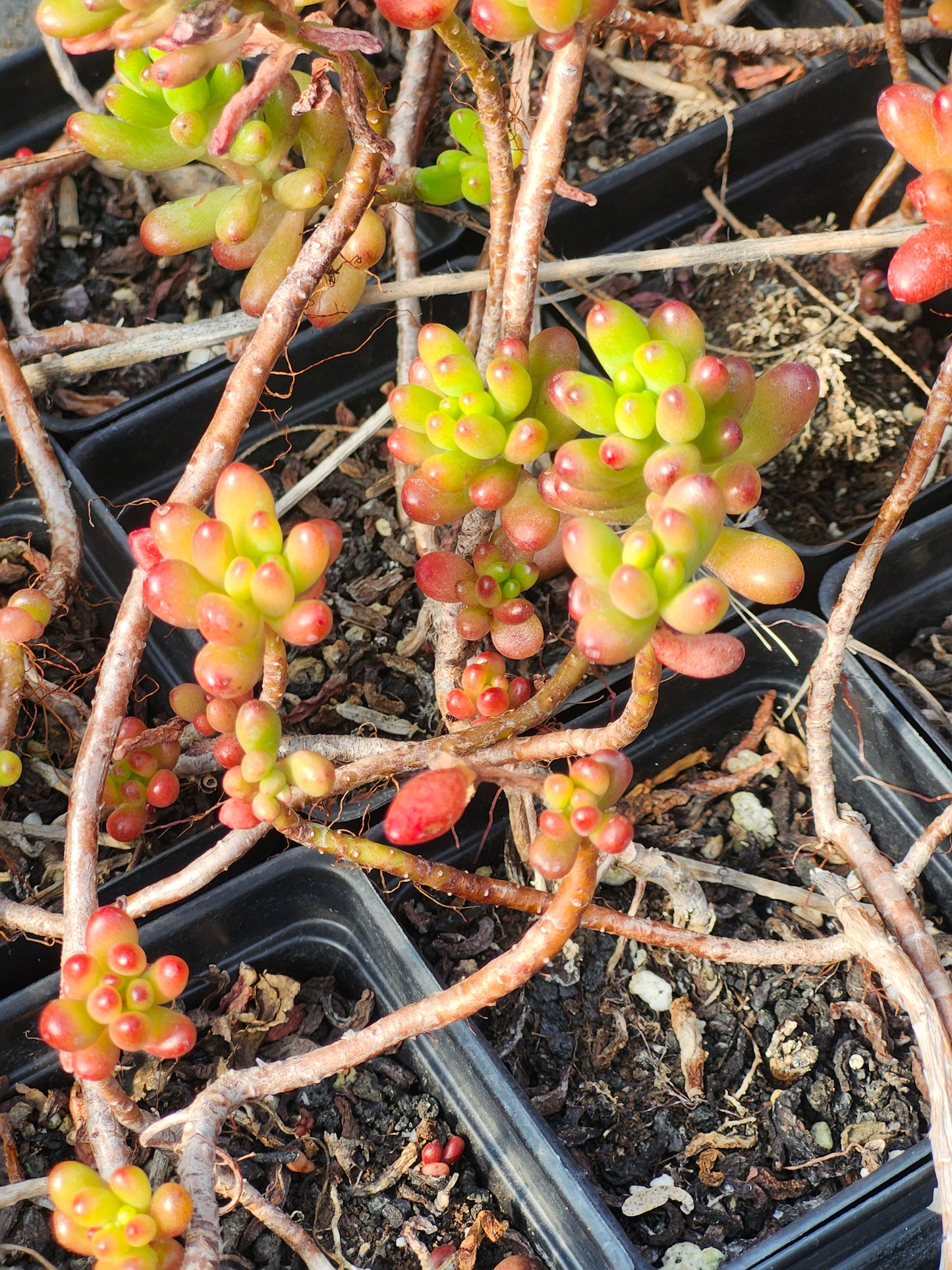 Sedum Rubrotinctum - Jelly Bean Plant