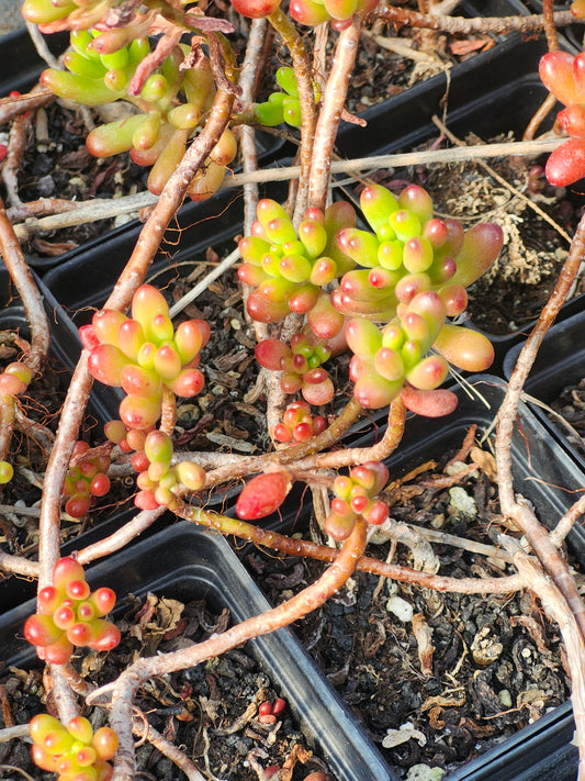 Sedum Rubrotinctum - Jelly Bean Plant