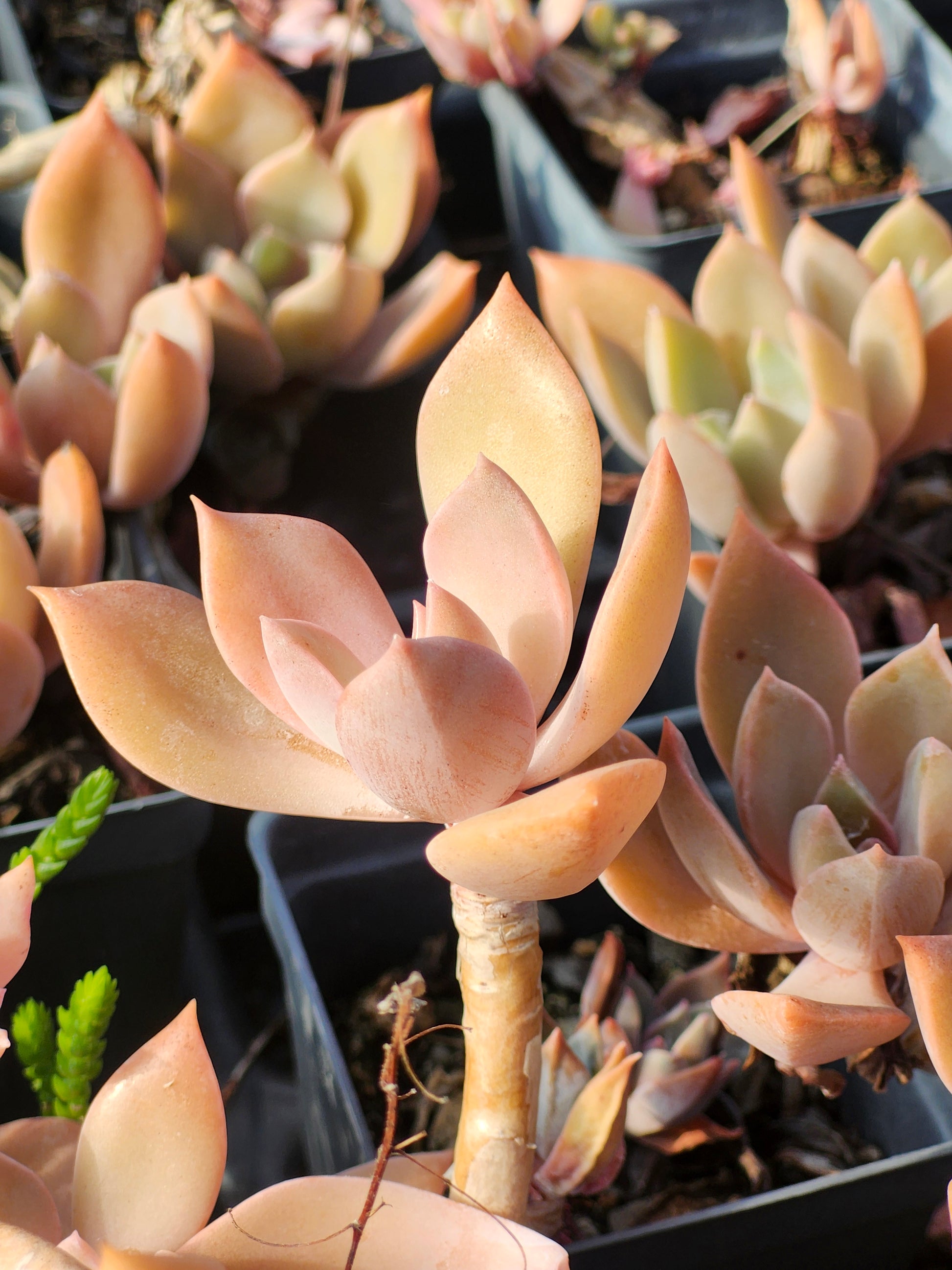 ghost succulent for sale Graptopetalum Paraguayense 'Ghost Plant'