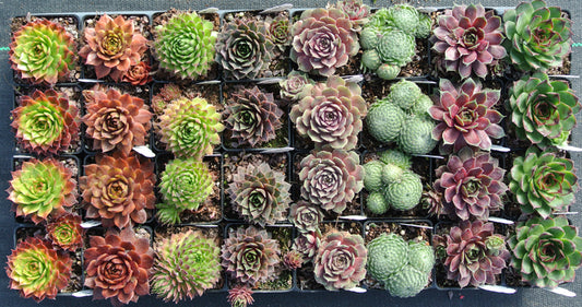 Sempervivum Succulent Collection - 32 Plants
