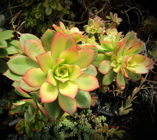 Aeonium 'Kiwi'