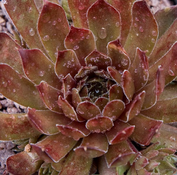 Aglow