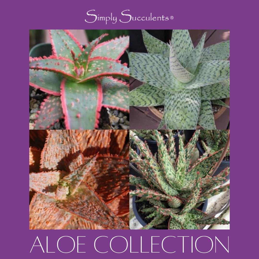 Aloe Artist Series - 4 Plant Collection