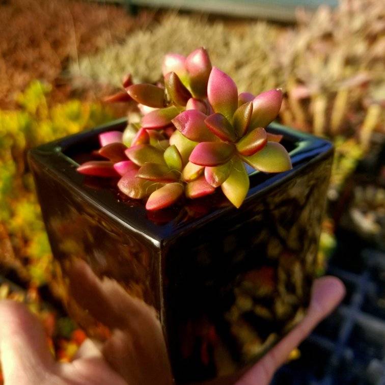 Anacampseros Rufescens Variegated Sunrise