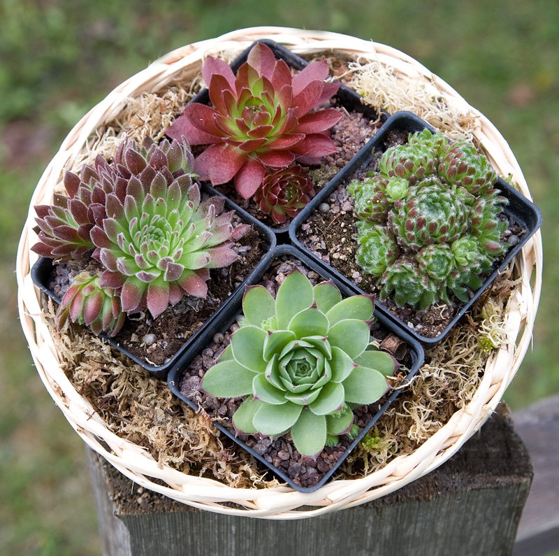 The Botanical Bounty Basket