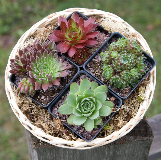 The Botanical Bounty Basket