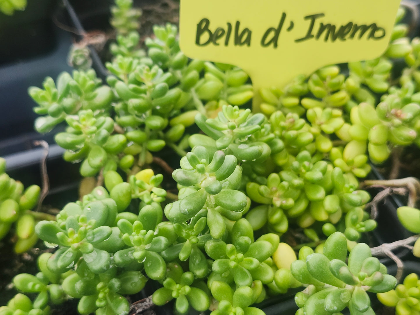 Sedum (Stonecrop) Bella d'Inverno