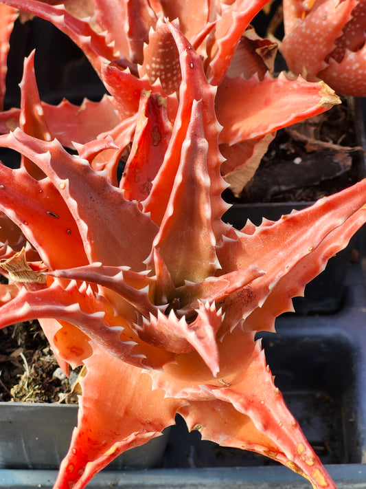 Aloe 'Christmas Carol'