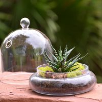 Cloche Terrarium Kit