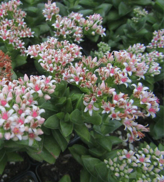 Crassula 'Springtime'