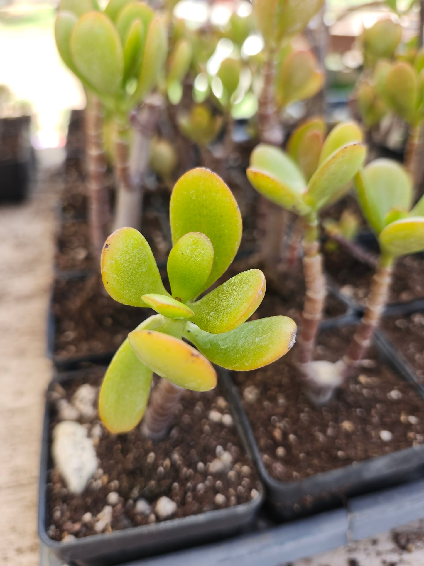 Crassula Ovata 'Jade'