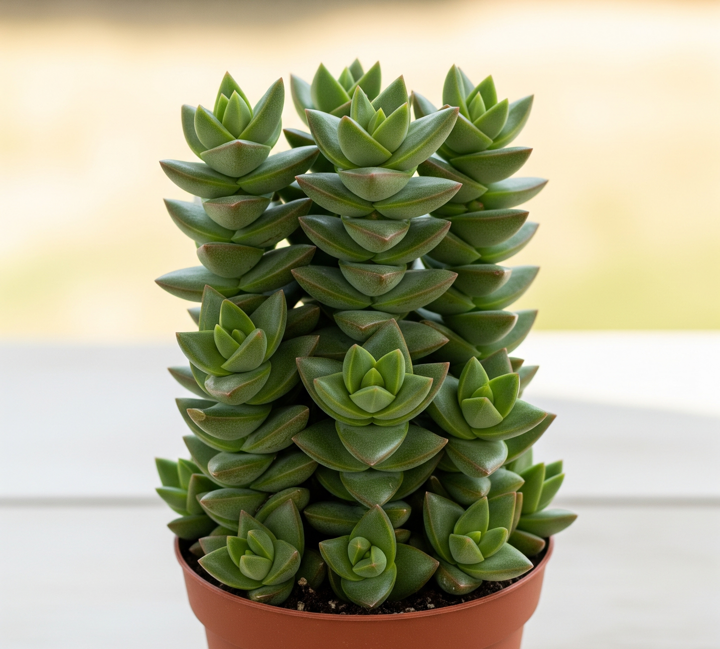 Crassula 'Springtime'