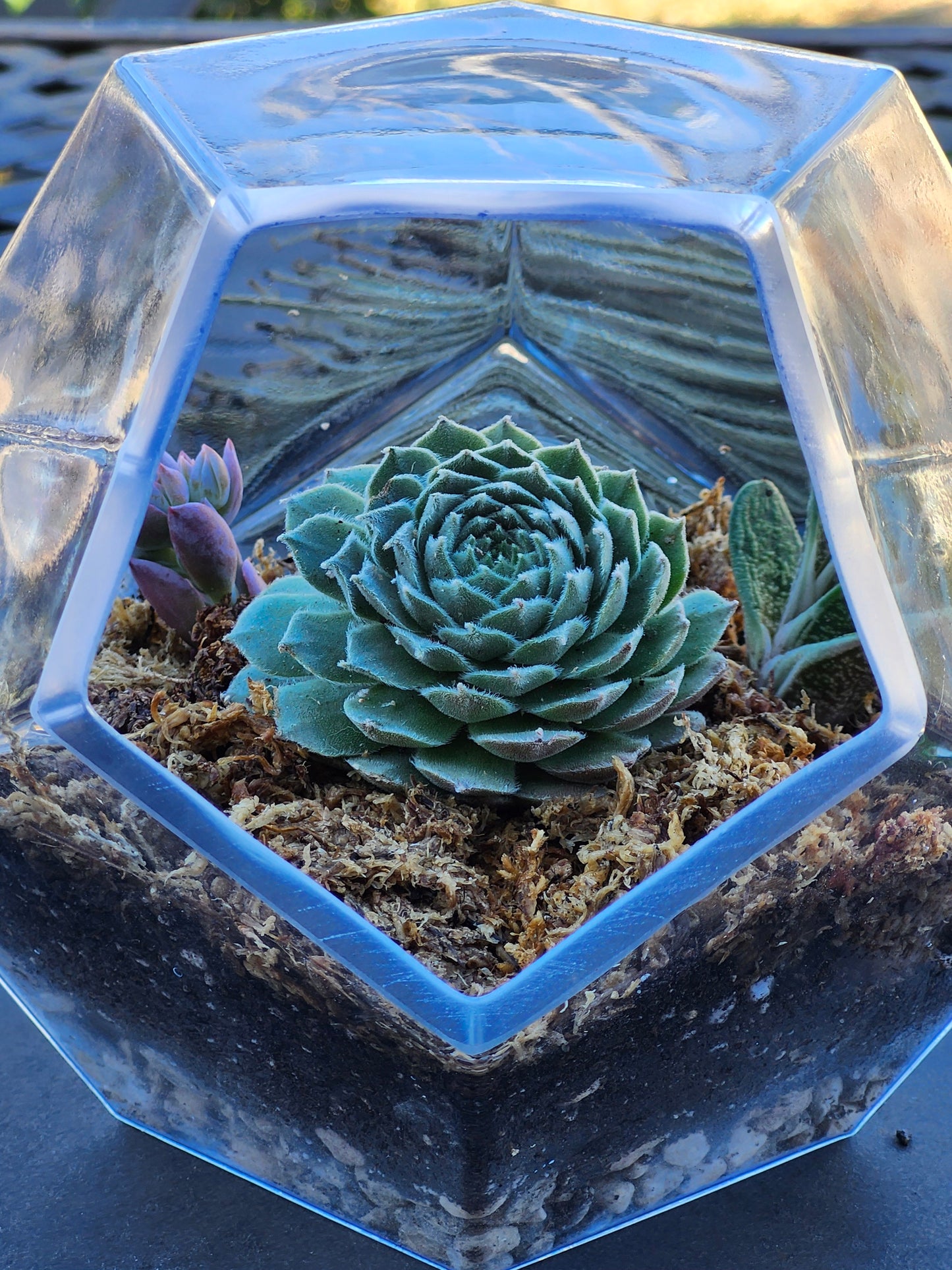 Crystal Terrarium Kit