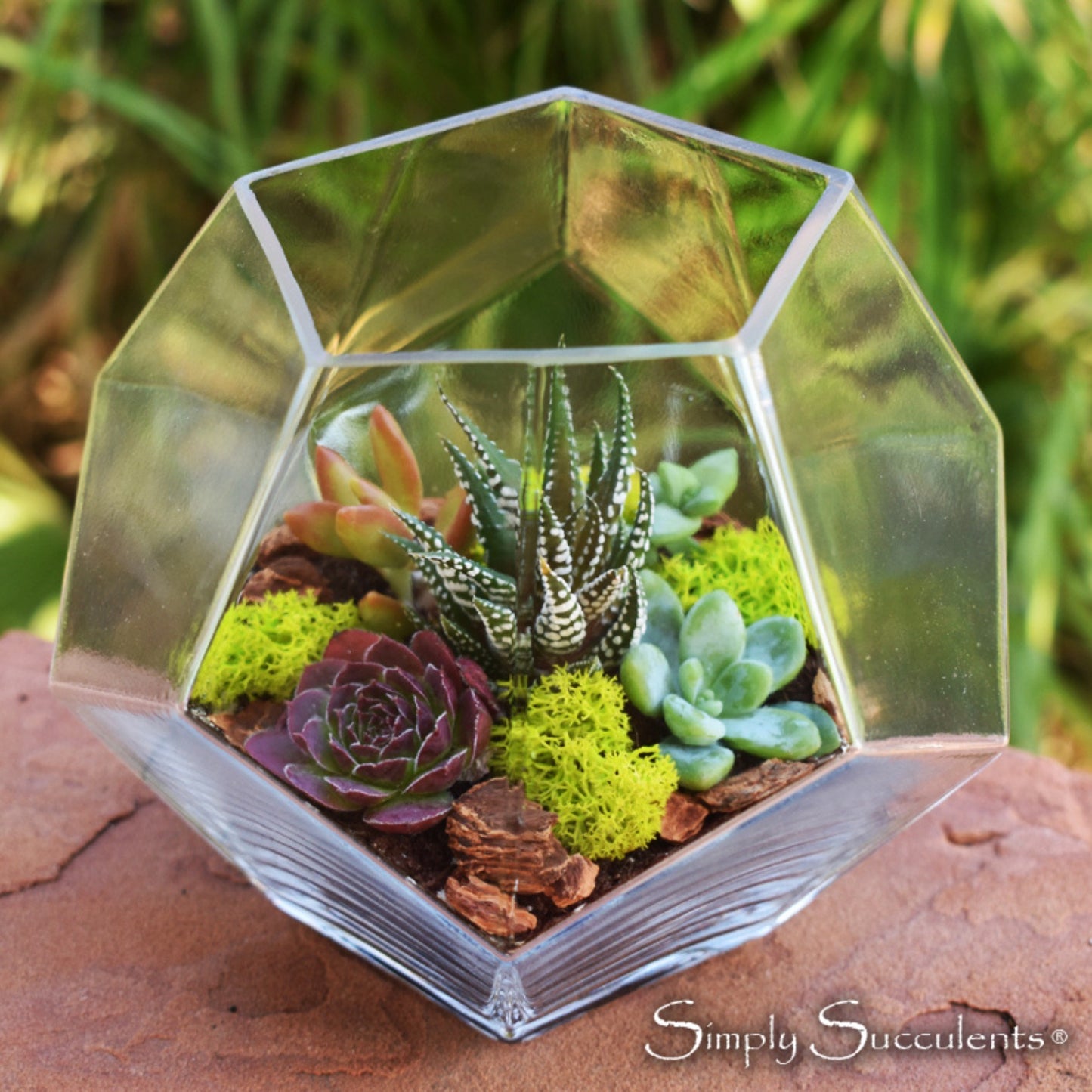 Crystal Terrarium Kit