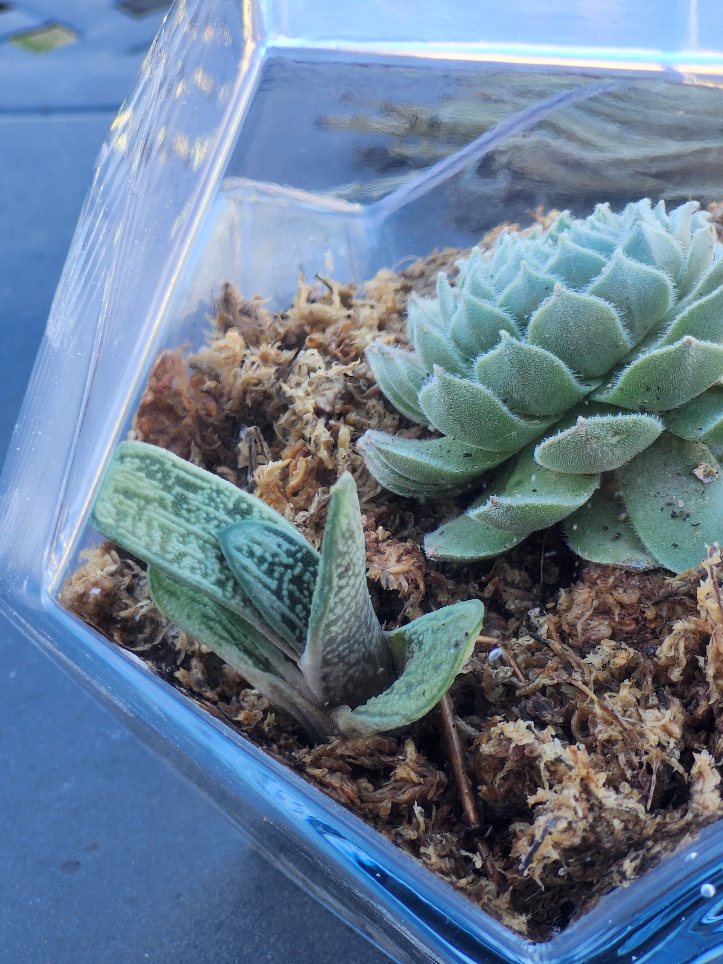 Crystal Terrarium Kit