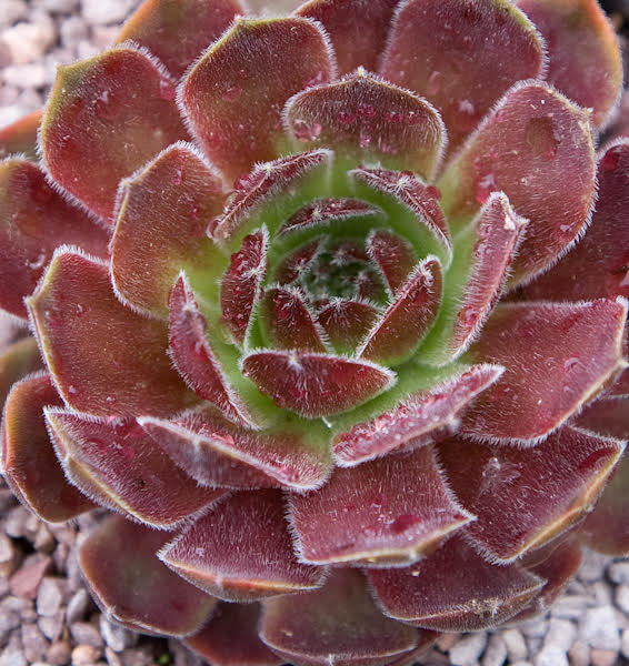 Director Jacobs – Simply Succulents AZ
