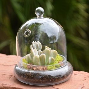 Cloche Terrarium Kit