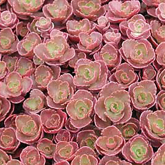 Sedum (Stonecrop) Elizabeth