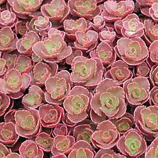 Sedum (Stonecrop) Elizabeth