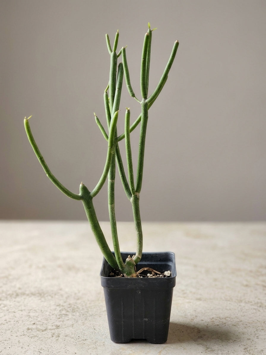 Euphorbia tirucalli (Pencil/Firestick)